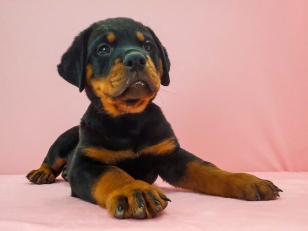 Rottweiler-DOG-Male-Black / Tan-21693-Petland Scottsdale, Arizona