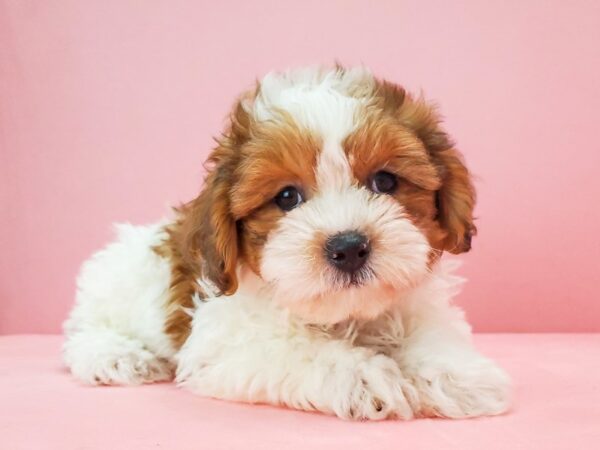 Poodle/Shih Tzu-DOG-Male-White / Red-21704-Petland Scottsdale, Arizona