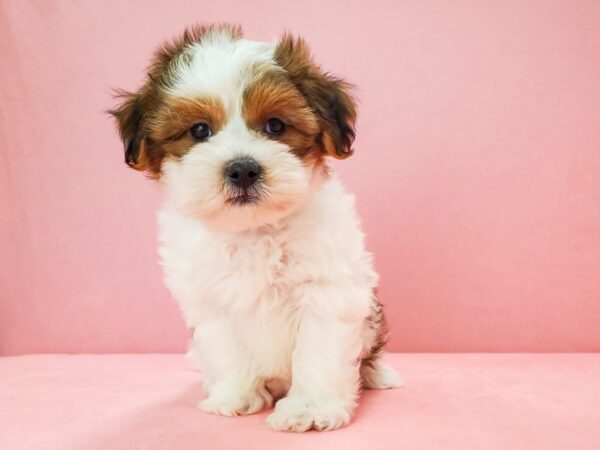 Poodle/Shih Tzu-DOG-Male-White / Red Fawn-21703-Petland Scottsdale, Arizona