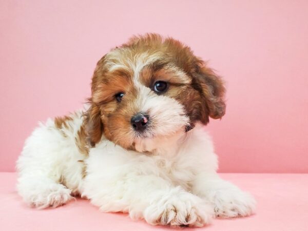 Poodle/Shih Tzu-DOG-Female-White / Red Merle-21702-Petland Scottsdale, Arizona