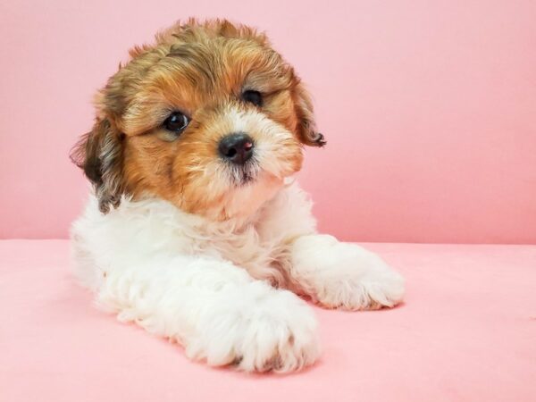 Poodle/Shih Tzu-DOG-Female-White / Red Merle-21701-Petland Scottsdale, Arizona