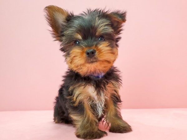 Yorkshire Terrier-DOG-Male-Black / Tan-21697-Petland Scottsdale, Arizona