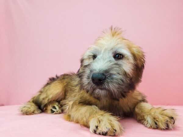 Soft Coated Wheaten Terrier-DOG-Male-Wheaten-21696-Petland Scottsdale, Arizona