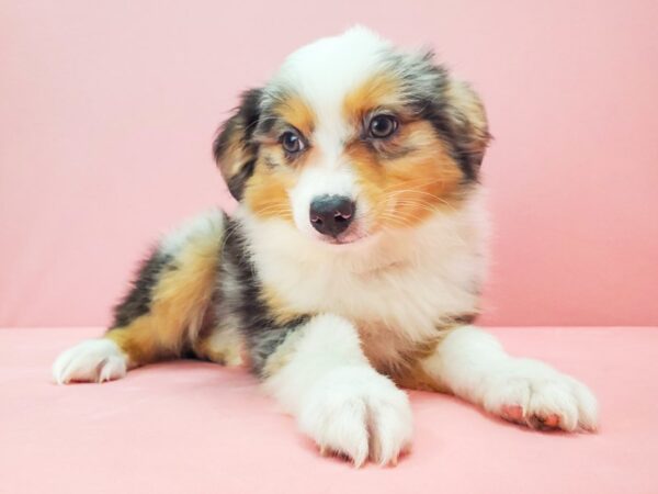 Miniature Australian Shepherd-DOG-Male-TRI-COLOR-21719-Petland Scottsdale, Arizona