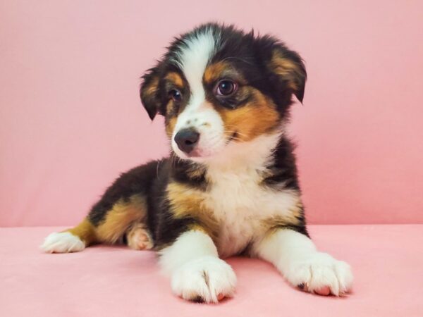 Miniature Australian Shepherd-DOG-Female-TRI-COLOR-21721-Petland Scottsdale, Arizona