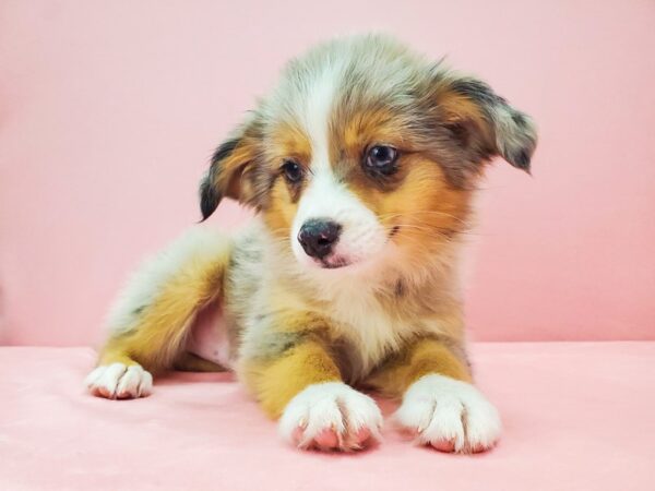 Miniature Australian Shepherd-DOG-Male-BLUE MERLE-21720-Petland Scottsdale, Arizona