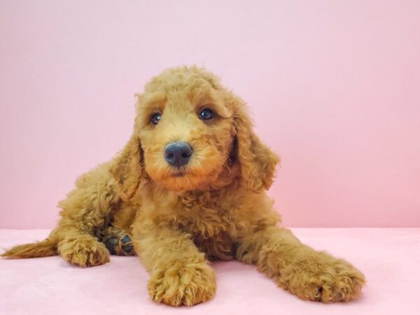 F1B Goldendoodle-DOG-Female-GOLDEN-21723-Petland Scottsdale, Arizona