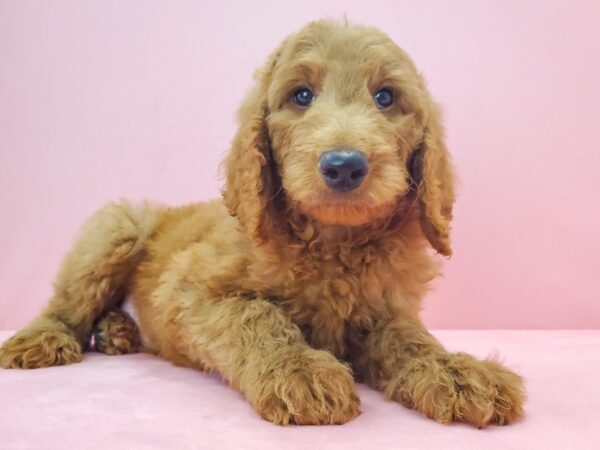 F1B Goldendoodle-DOG-Male-GOLDEN-21722-Petland Scottsdale, Arizona