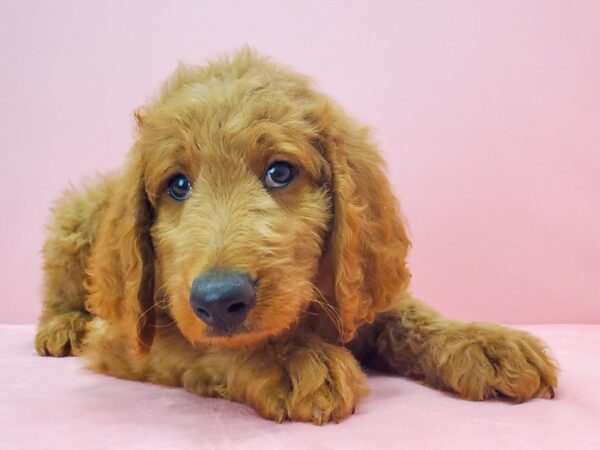 F1B Goldendoodle-DOG-Female-GOLDEN-21724-Petland Scottsdale, Arizona