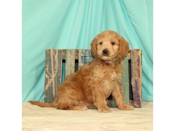 F1B Mini Bernedoodle-DOG-Male-Apricot-21749-Petland Scottsdale, Arizona