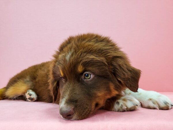 Australian Shepherd-DOG-Male-Red-21733-Petland Scottsdale, Arizona