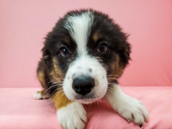 Australian Shepherd-DOG-Female-Black and White-21732-Petland Scottsdale, Arizona