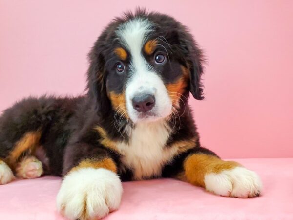 Bernese Mountain Dog-DOG-Female-Black Rust and White-21734-Petland Scottsdale, Arizona
