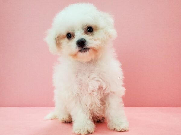 Bichon Frise-DOG-Female-White-21735-Petland Scottsdale, Arizona