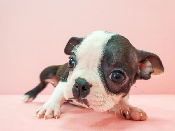 Boston Terrier-DOG-Female-Black Brindle and White-21736-Petland Scottsdale, Arizona
