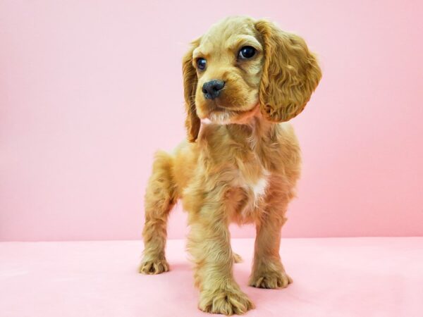 Cocker Spaniel-DOG-Male-Buff-21737-Petland Scottsdale, Arizona