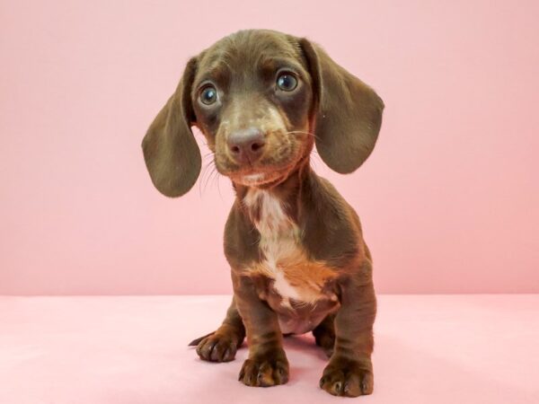 Dachshund-DOG-Female-Chocolate-21729-Petland Scottsdale, Arizona