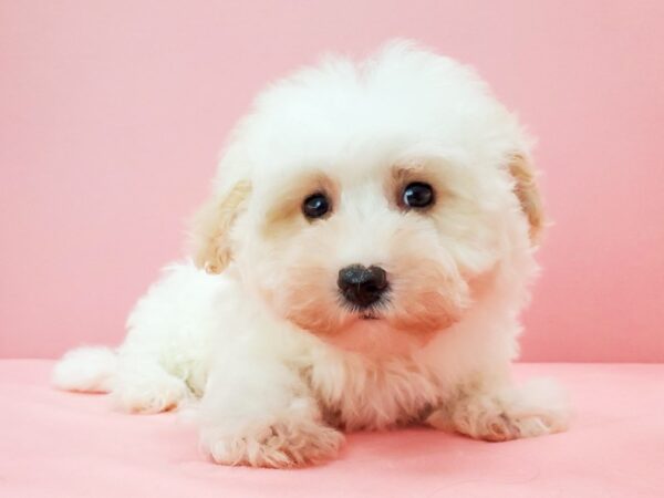 Havanese-DOG-Female-Cream-21730-Petland Scottsdale, Arizona