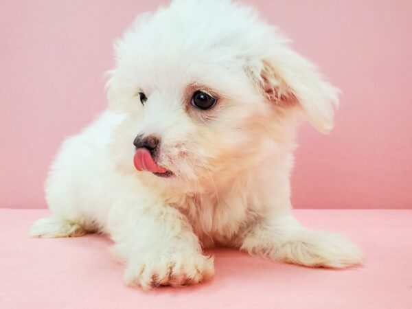 Maltese-DOG-Female-White-21731-Petland Scottsdale, Arizona