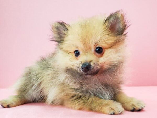 Pomeranian-DOG-Female-Cream Sable-21727-Petland Scottsdale, Arizona