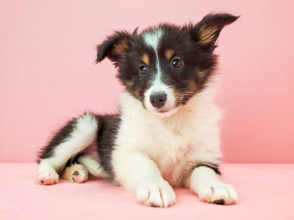 Shetland Sheepdog-DOG-Female-Black White and Tan-21728-Petland Scottsdale, Arizona