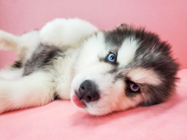 Siberian Husky-DOG-Female-Black and White-21725-Petland Scottsdale, Arizona