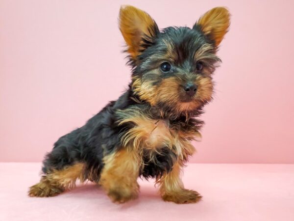 Yorkshire Terrier-DOG-Male-Black and Tan-21726-Petland Scottsdale, Arizona