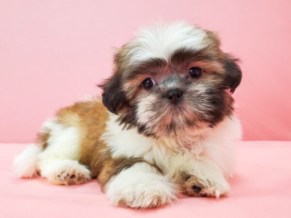 Shih Tzu-DOG-Female-White / Gold-21745-Petland Scottsdale, Arizona