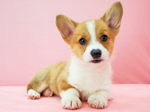 Pembroke Welsh Corgi-DOG-Female-Red / White-21743-Petland Scottsdale, Arizona