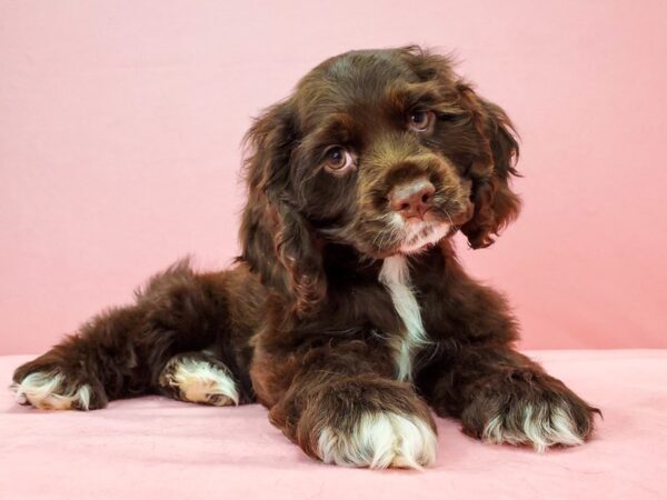 Cocker Spaniel-DOG-Male-Chocolate-21742-Petland Scottsdale, Arizona