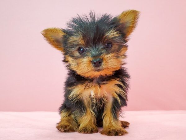 Yorkshire Terrier-DOG-Female-Black / Tan-21746-Petland Scottsdale, Arizona