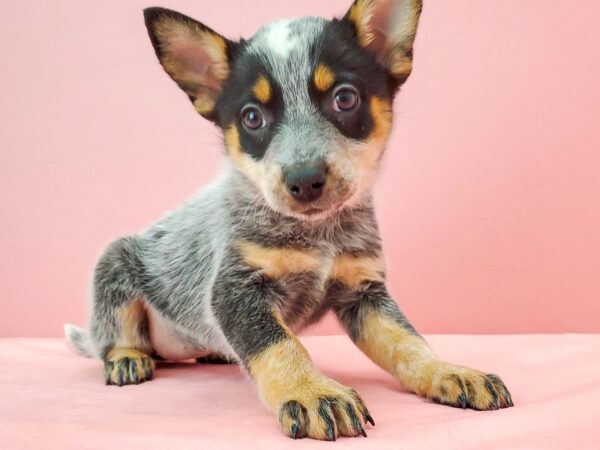 Australian Cattle Dog-DOG-Female-Blue-21738-Petland Scottsdale, Arizona