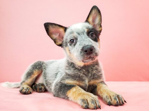 Australian Cattle Dog-DOG-Male-Blue-21739-Petland Scottsdale, Arizona