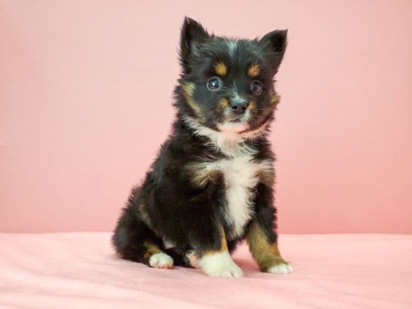 Australian Shepherd/Toy Australian Shepherd-DOG-Female-Black-21740-Petland Scottsdale, Arizona