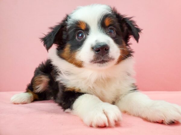 Australian Shepherd/Toy Australian Shepherd-DOG-Male-Black-21741-Petland Scottsdale, Arizona