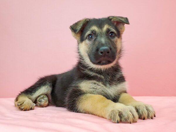 German Shepherd Dog-DOG-Female-Black / Tan-21747-Petland Scottsdale, Arizona
