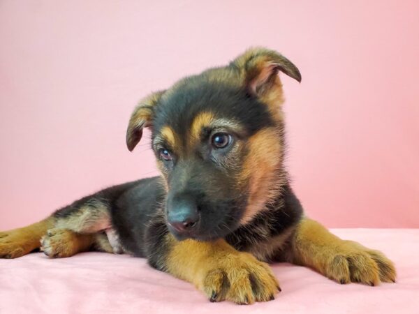 German Shepherd Dog-DOG-Male-Black / Tan-21748-Petland Scottsdale, Arizona