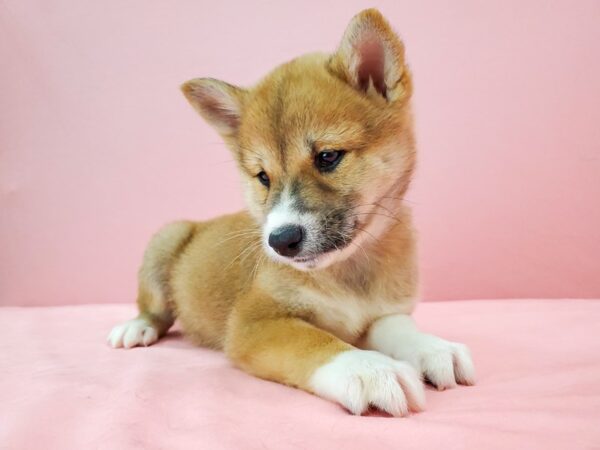 Shiba Inu-DOG-Male-Red Sesame-21744-Petland Scottsdale, Arizona