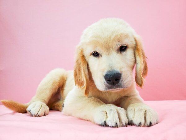 Golden Retriever-DOG-Male-GOLDEN-21752-Petland Scottsdale, Arizona