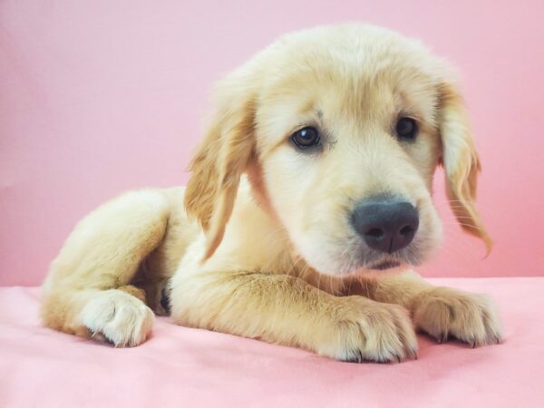 Golden Retriever-DOG-Female-GOLDEN-21753-Petland Scottsdale, Arizona