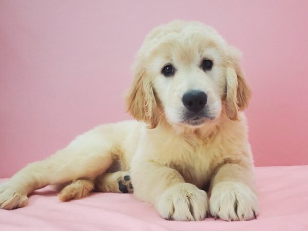 Golden Retriever-DOG-Female-GOLDEN-21754-Petland Scottsdale, Arizona