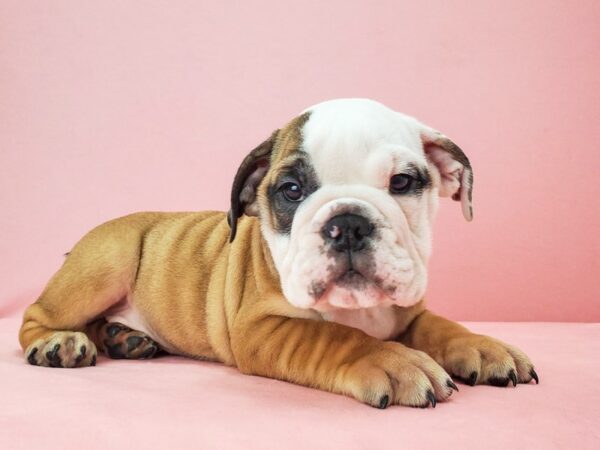 English Bulldog-DOG-Male-Red and White-21757-Petland Scottsdale, Arizona