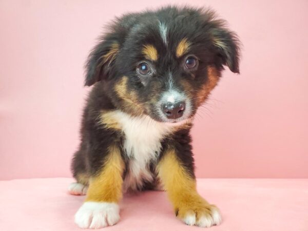 Miniature American Shepherd-DOG-Male-Black-21764-Petland Scottsdale, Arizona