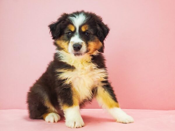 Miniature Australian Shepherd-DOG-Male-Black White and Brown-21763-Petland Scottsdale, Arizona