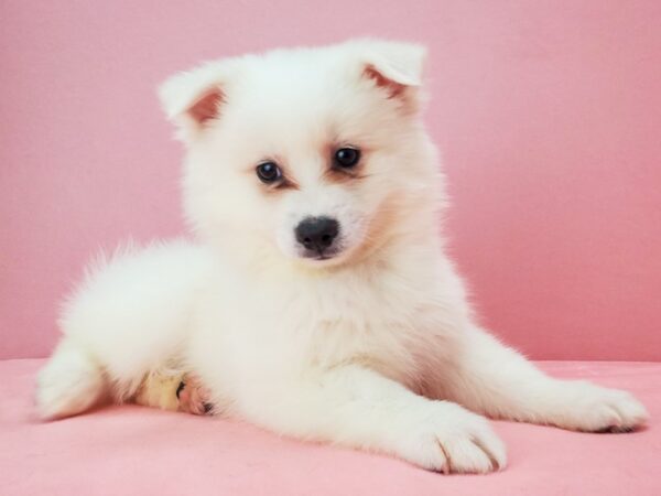 American Eskimo-DOG-Male-White-21755-Petland Scottsdale, Arizona