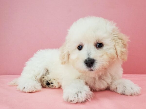 Bichon Frise-DOG-Female-White and Apricot-21756-Petland Scottsdale, Arizona