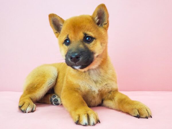 Shiba Inu-DOG-Female-Red-21760-Petland Scottsdale, Arizona