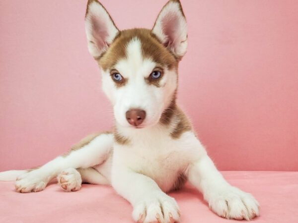 Siberian Husky-DOG-Female-Red and White-21761-Petland Scottsdale, Arizona