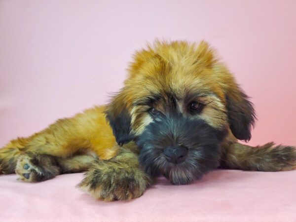 Soft Coated Wheaten Terrier-DOG-Male-Wheaten-21762-Petland Scottsdale, Arizona