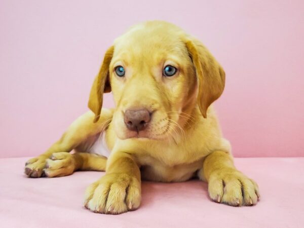 Labrador Retriever-DOG-Female-Yellow-21759-Petland Scottsdale, Arizona